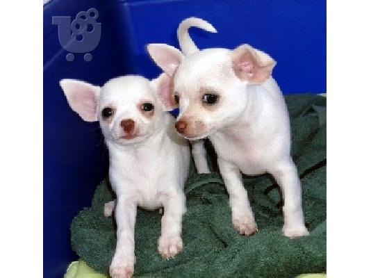 PoulaTo: Kc λευκό γαλακτώδες sm.ct αρσενικό κουτάβι Chihuahuas